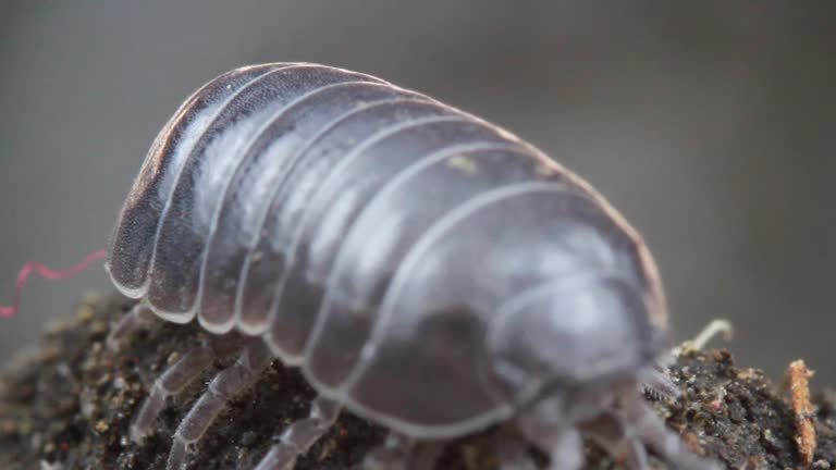 Common pill-bug, common pill woodlouse, roly-poly or doodle bug (Armadillidium vulgare) extreme close up and behavior, walking at compost