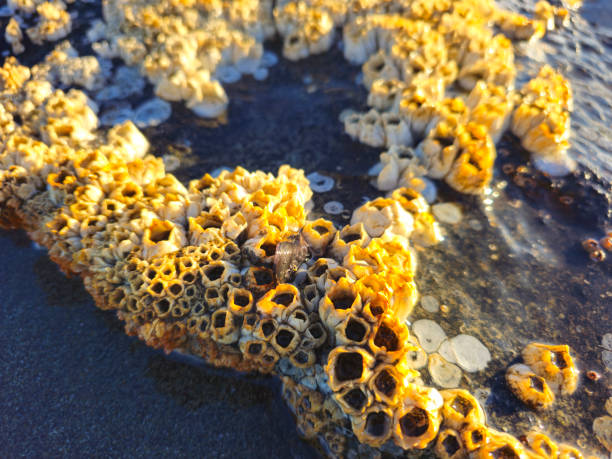 Close up macro of barnicle shells on a salt water beach at now tide.