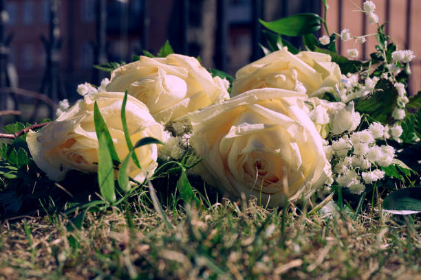 Close-up of a beautiful bouquet of fresh white roses. Soft selective focus creates a gentle, romantic, and delicate atmosphere. Perfect for festive concepts.