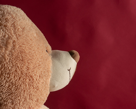 Side Profile of a Teddy Bear with a Red Background in a Photography Studio