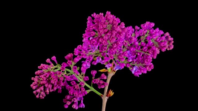 A delicate sprig of vibrant purple lilac, gracefully isolated against a black background, the essence of blossoming flowers in a stunning visual portrayal. HDR, 4k.