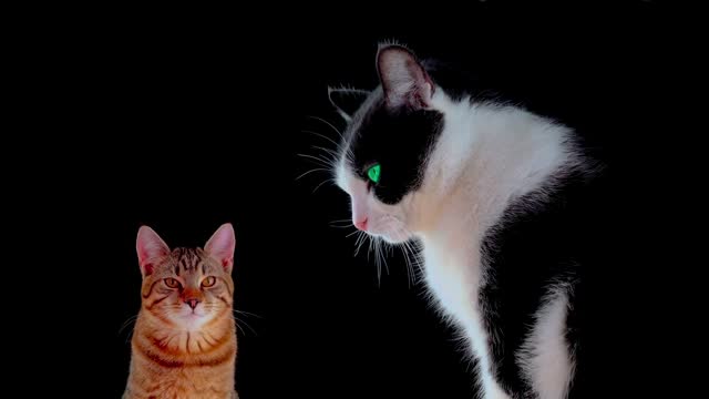 Two feline companions: a large black-and-white cat alongside a small kitten, against a black background, embodying the essence of domesticated companionship. HDR, 4K.
