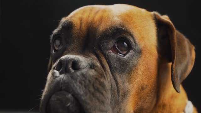 A boxer dog's inquisitive gaze is captured against a black backdrop, symbolizing the bond between domesticated animals and their beloved human companions. HDR, 4K.
