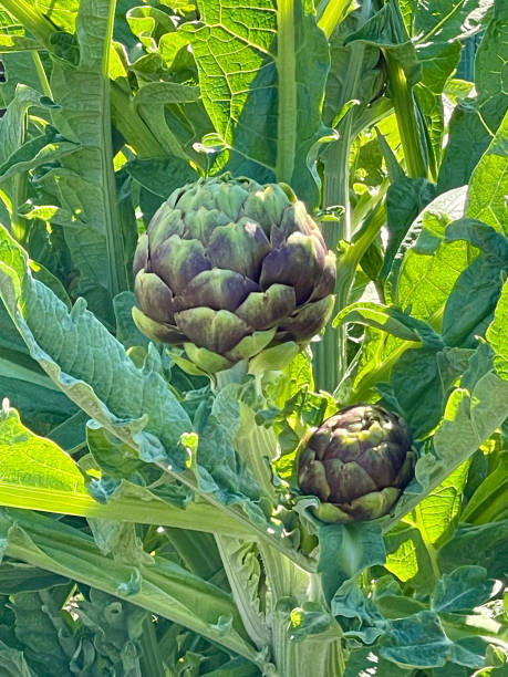 istock Artichokes growing in the organic garden 2148070224