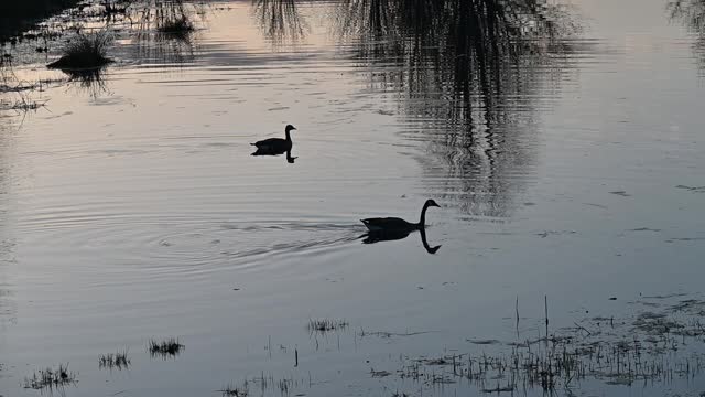 Two Geese Swimming on Pond after Sunset