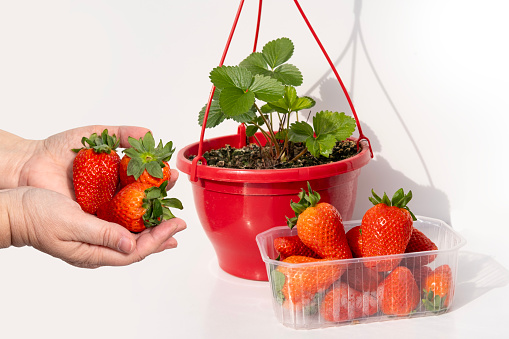 flower pot with bush garden strawberries on white background, ripe berries in female hand, representing gardening and fresh produce