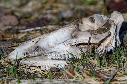 An old, faded animal skull lying on the ground. The lower jaw is missing.