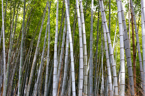 shady and green bamboo trees