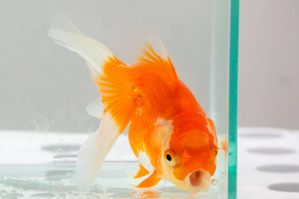 istock Oranda goldfish in aquarium fish tank close up 2148072070