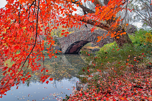 Gapstow Bridge in Central Park in late autumn with maple tree