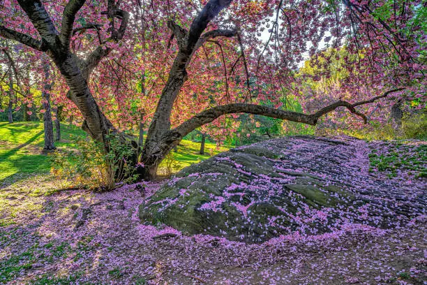 Spring in Central Park, New York City, early morning with blooming cherry trees