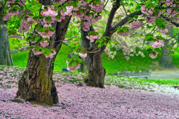 Spring in Central Park, New York City, early morning with blooming cherry trees