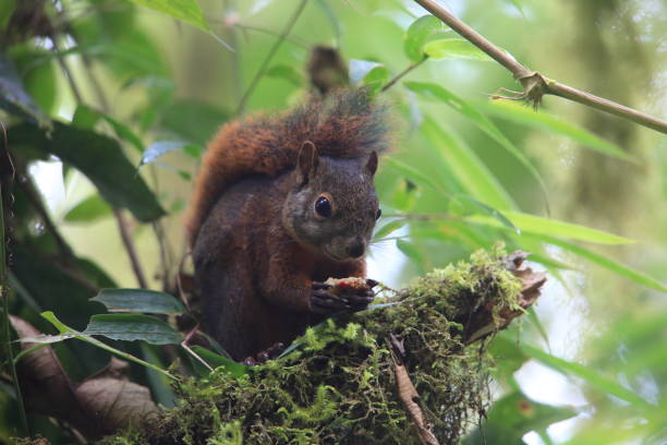 The red-tailed squirrel (Sciurus granatensis) in Ecuador The red-tailed squirrel (Sciurus granatensis) in Ecuador sciurus granatensis stock pictures, royalty-free photos & images