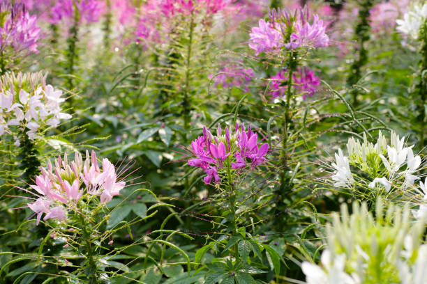 istock Cleome spinosa flower in the park 2148075163