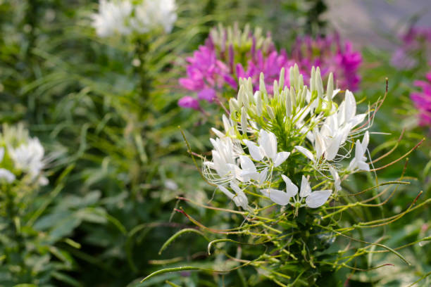 istock Cleome spinosa flower in the park 2148075174