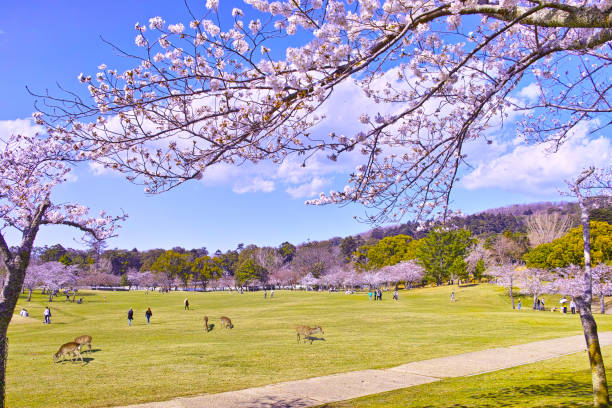 Nara Park with cherry blossoms and wild deer