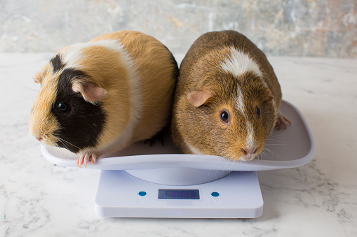 Guinea pig standing on the electronic weighting scale