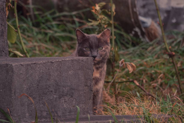 cat staring at camera behind stairs