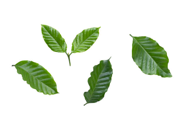 istock Fresh coffee leaves on white background. 2148077568