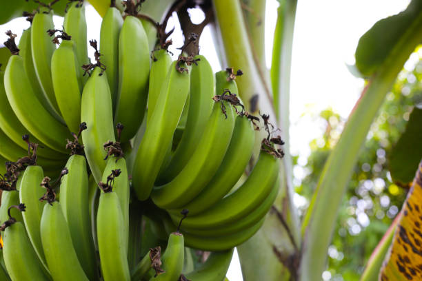 istock A bunch of green bananas on tree 2148077771