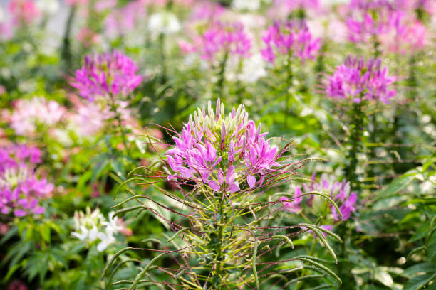 istock Cleome spinosa flower in the park 2148077806