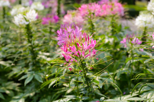 istock Cleome spinosa flower in the park 2148078139