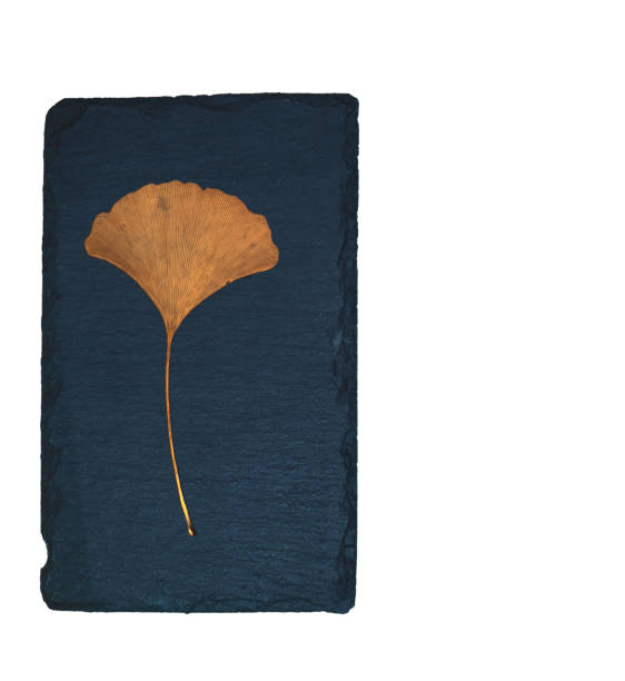 istock Ginko biloba leaf on slate. Copy space. 2148078143