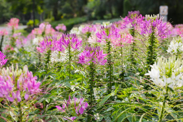 istock Cleome spinosa flower in the park 2148078154