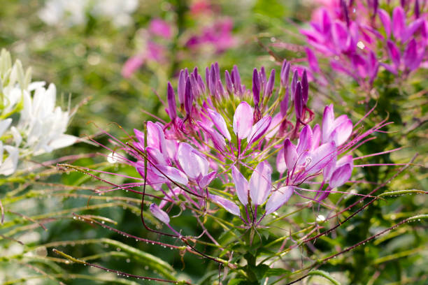 istock Cleome spinosa flower in the park 2148078161