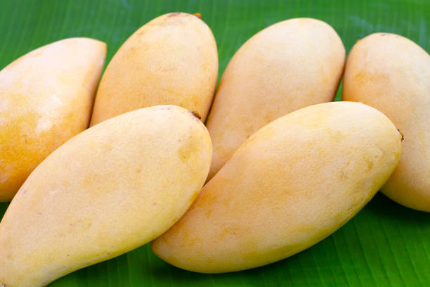 istock Ripe sweet yellow mango fruits 2148078185