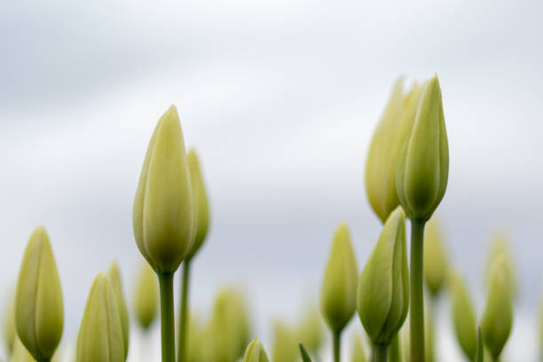 Studio shot of white colored tulip isolated on white background. National flower of the Netherlands, Turkey and Hungary countries.