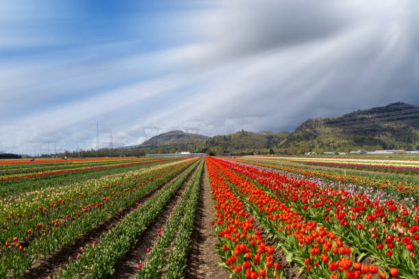 istock Abbotsford Tulip Festival 2148079349
