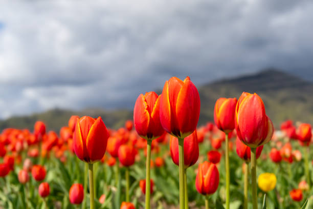 Annual tulip festival in Abbotsford, BC, Canada in spring