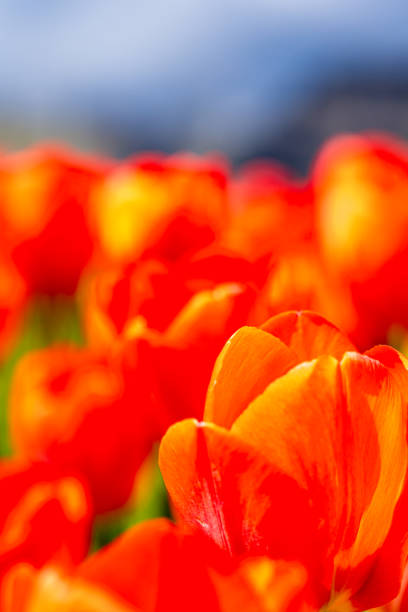 Annual tulip festival in Abbotsford, BC, Canada in spring