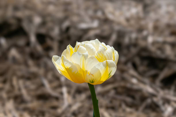 Annual tulip festival in Abbotsford, BC, Canada in spring