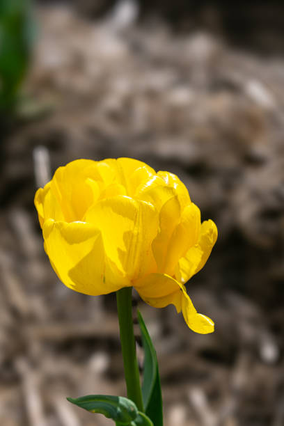 Annual tulip festival in Abbotsford, BC, Canada in spring