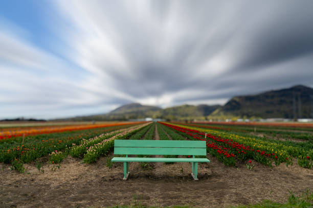 Annual tulip festival in Abbotsford, BC, Canada in spring