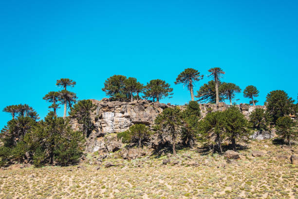 Mountain landscape. Pehuenes in the mountains