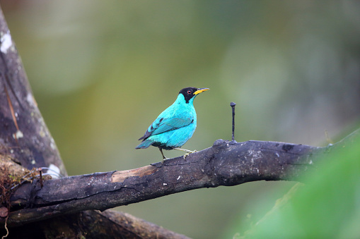 Green honeycreeper (Chlorophanes spiza caerulescens) is a small bird in the tanager family. This photo was taken in Ecuador.