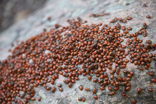 Photo of Ladybugs wintering in Pinnacles national park in California
