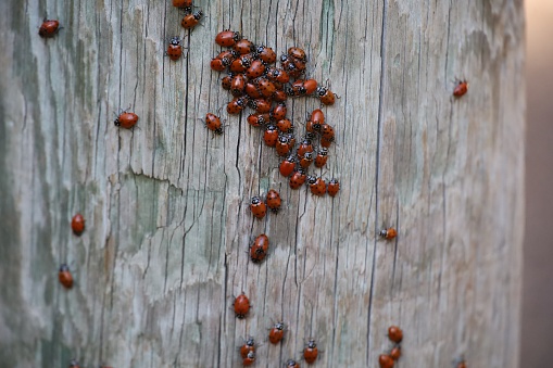 Photo of Ladybugs wintering in Pinnacles national park in California
