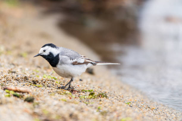istock Wagtail sits on the ground with a beautiful blurred background. 2148085076