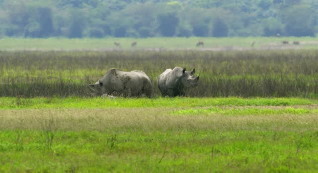 Rhino animals stand in a grassland in Ngorongoro Conservation Area.