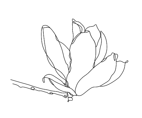 Continuous detailed line drawing of a magnolia flower. This vector illustration has an editable stroke for easy editing.