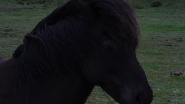 Black Icelandic Horse in Pasture, Close Up
