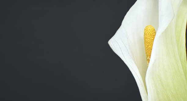 istock Single white calla lily flower in close up over black 2148087784