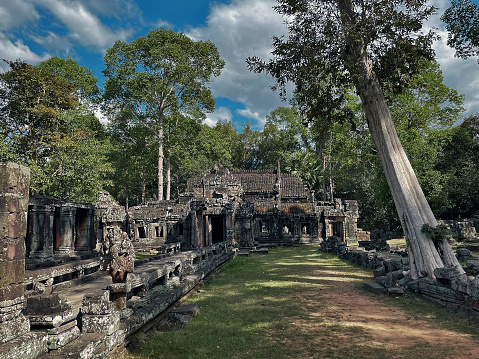 Exploring Ta Prohm: Traversing Ancient Temples Adorned with Nature Beauty in Angkor Wat, Siem Reap, Cambodia