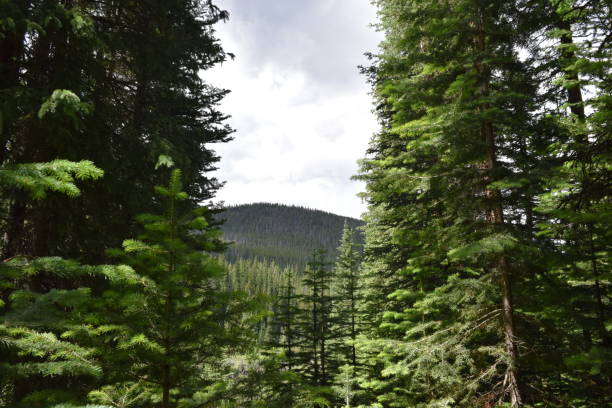 istock Lush Forest with a Mountain Peeking Through the Leaves 2148088622