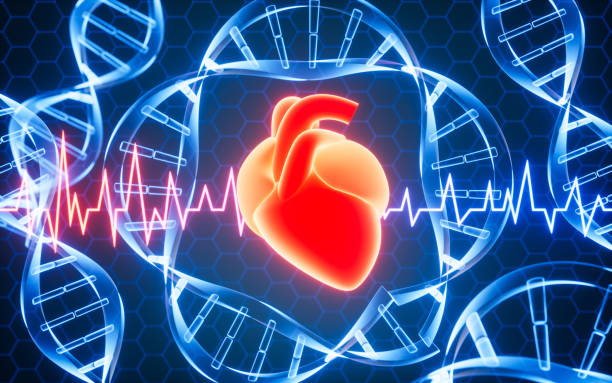 istock Human heart with circular DNA background, biotechnology concept, 3d rendering. 2148089634