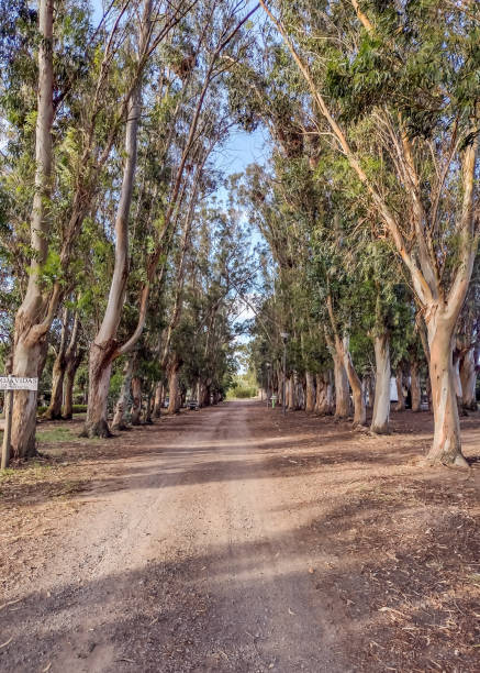 istock Road of trees 2148089902